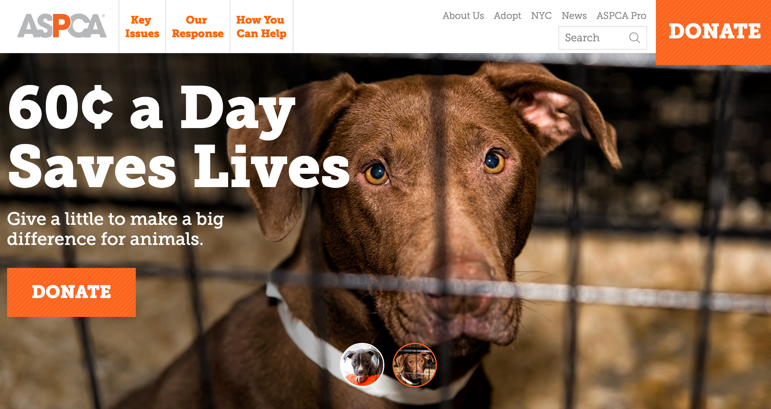 The ASPCA: Website Redesign Example